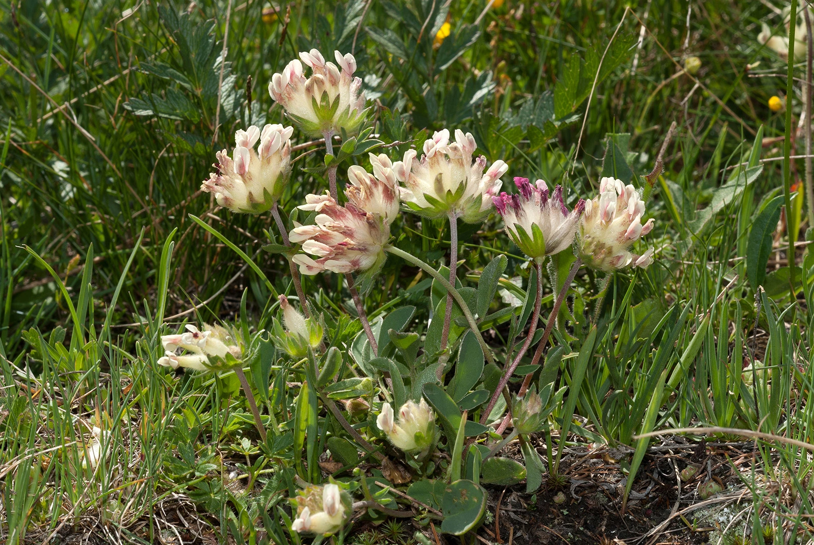 Photo Maurizio Broglio - Anthyllis vulneraria subsp. valesiaca